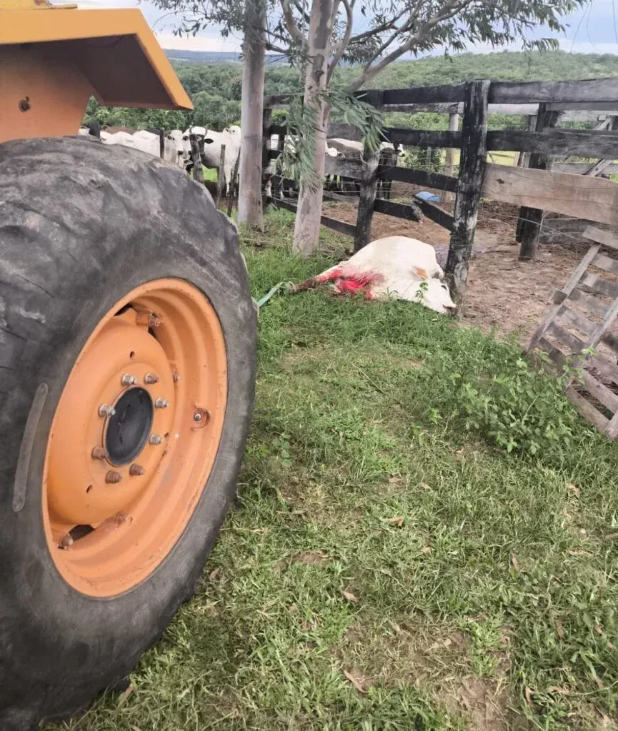 Imagem de compartilhamento para o artigo Filho é preso em Camapuã após ser denunciado pela mãe por furto de gado da MS Todo dia